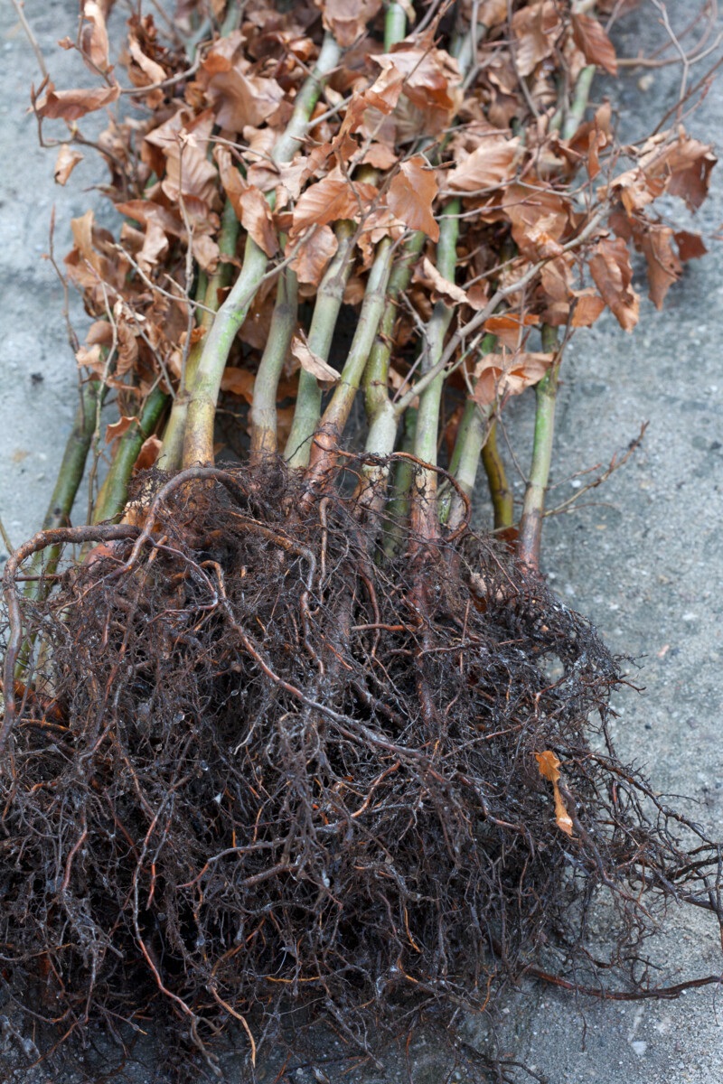 beukenhaag - blote wortels - haag planten