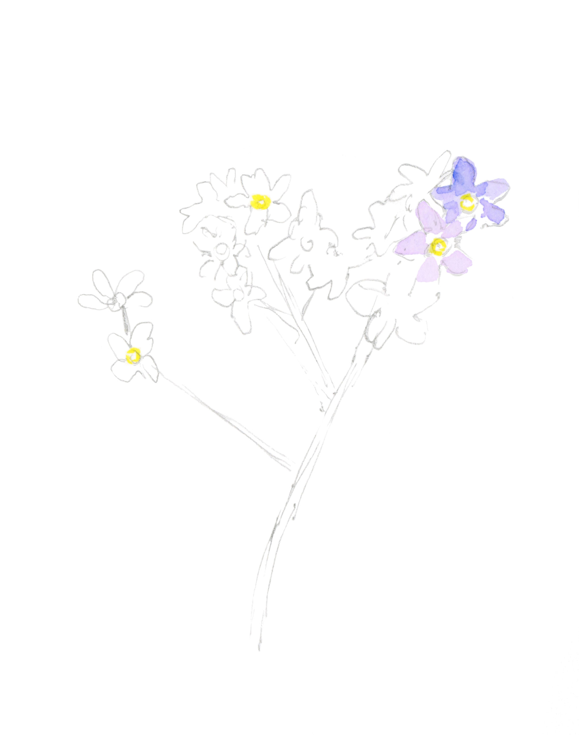 aquarel