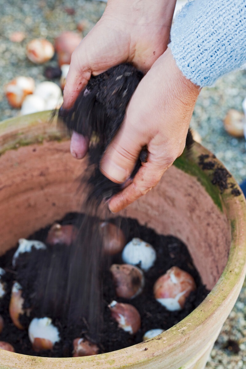 tulpenbollen - lentebollen - terracotta pot vullen