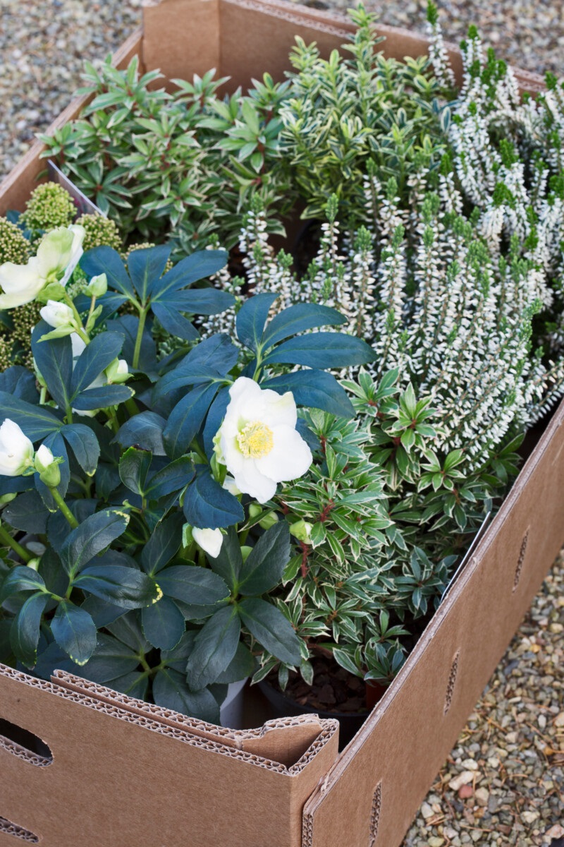 wintergroene planten - Helleborus - struikheide - Skimmia