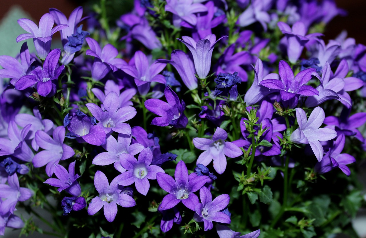 stervormige campanula
