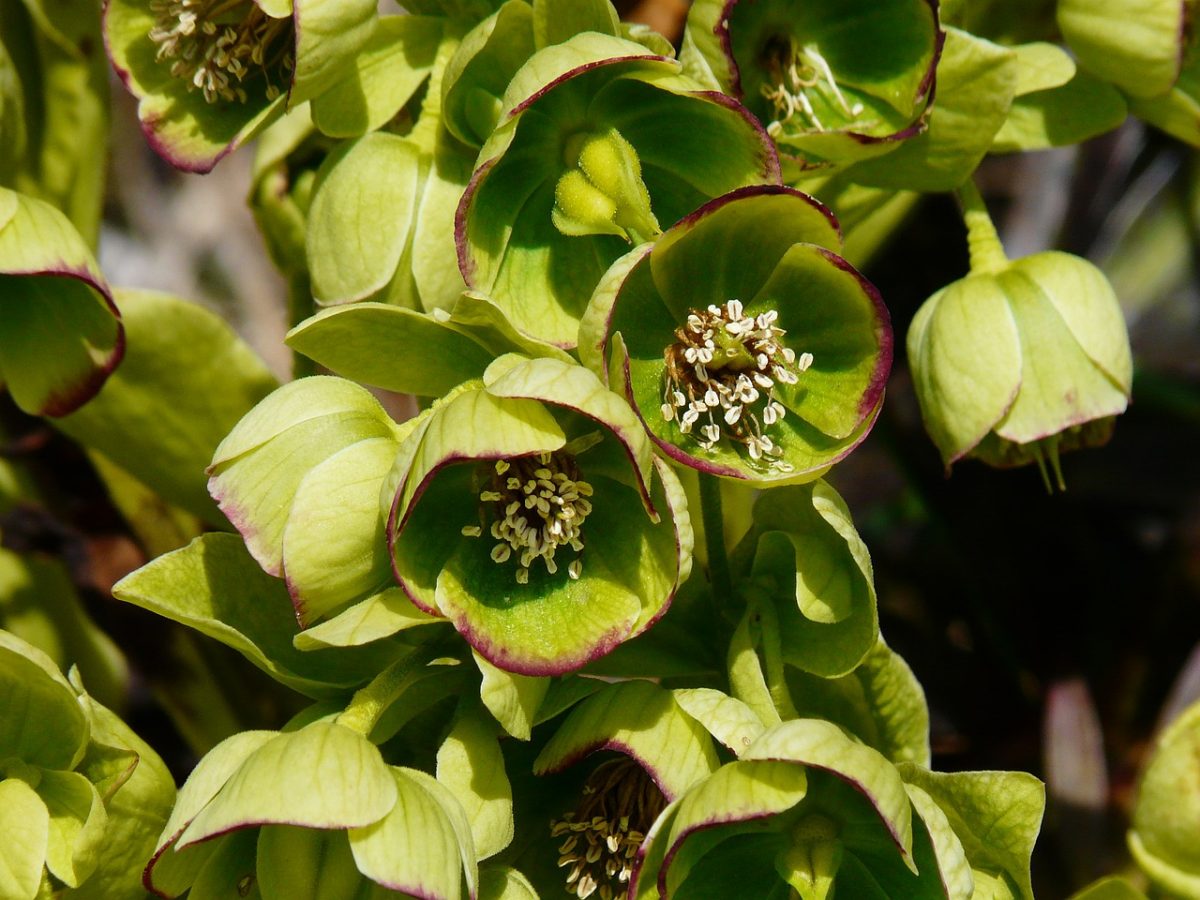 Stinkende Helleborus
