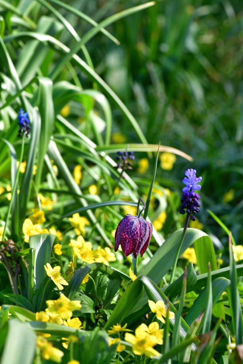 stinzenplanten - kievitsbloem - wilde narcis