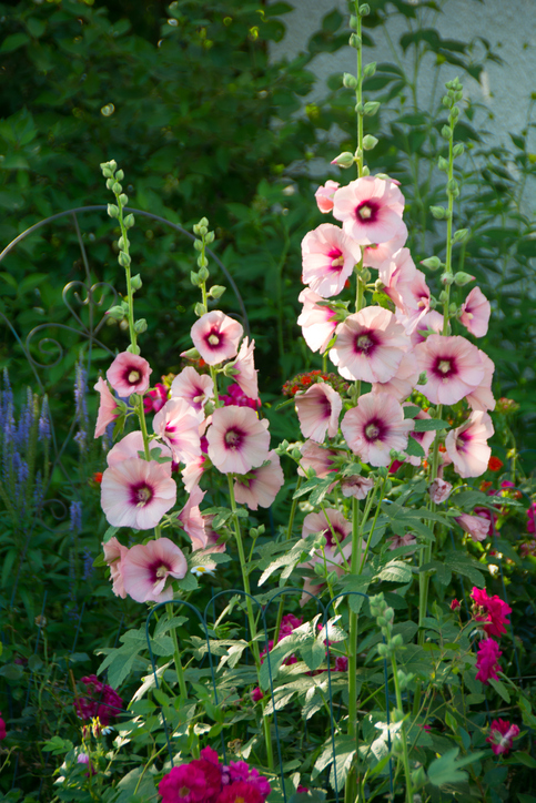 Bloeiende stokrozen - Althea rosea - tuin