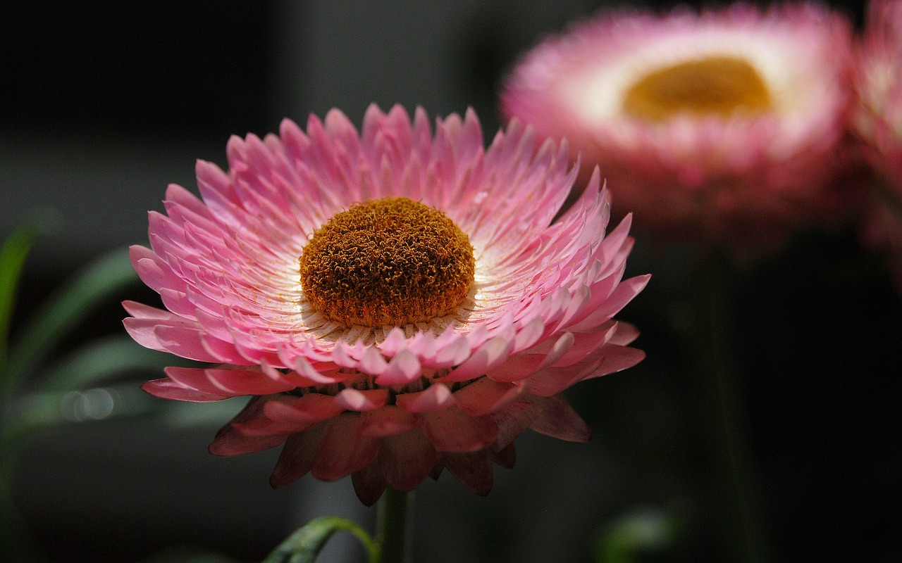 Strobloem