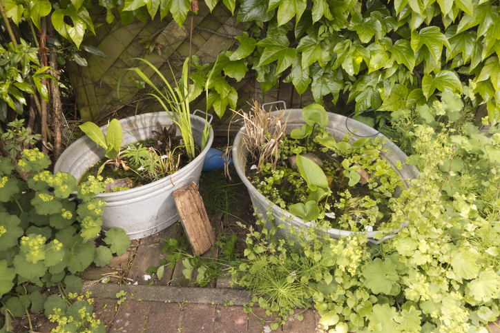 vijver op het terras - waterplanten - zinken teilen