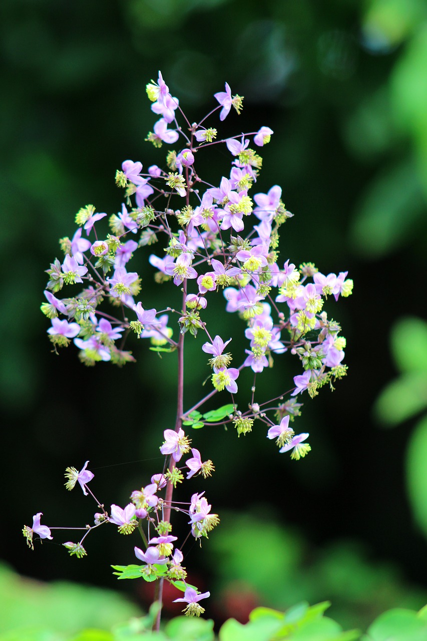 thalictrum
