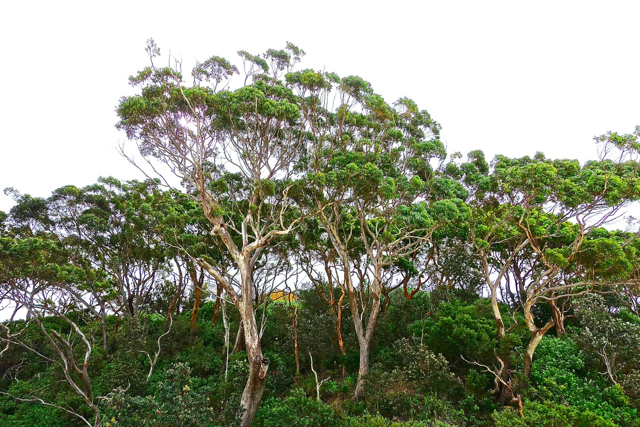 eucalyptusbomen