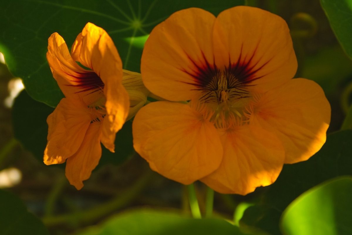 tropaeolum-majus-oranje