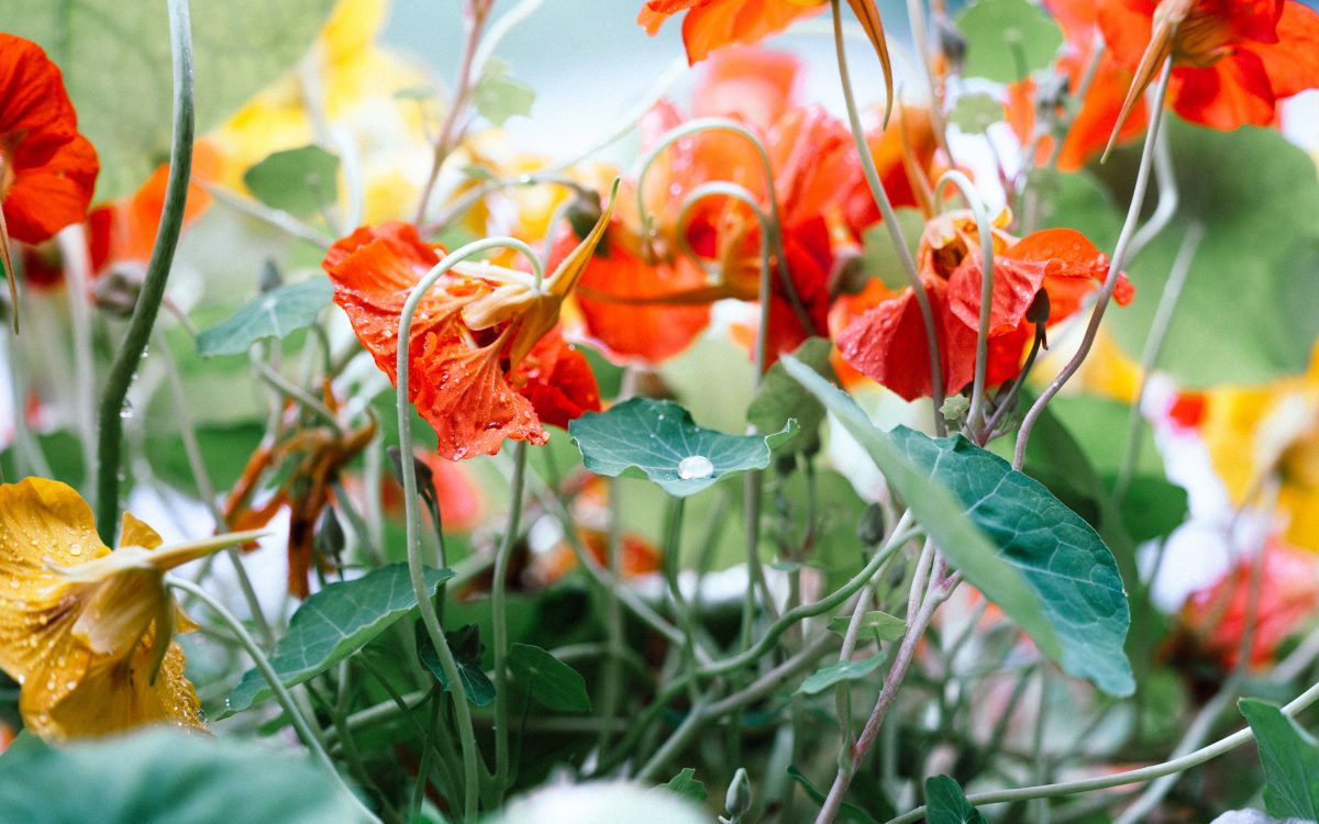 tropaeolum majus rood en geel