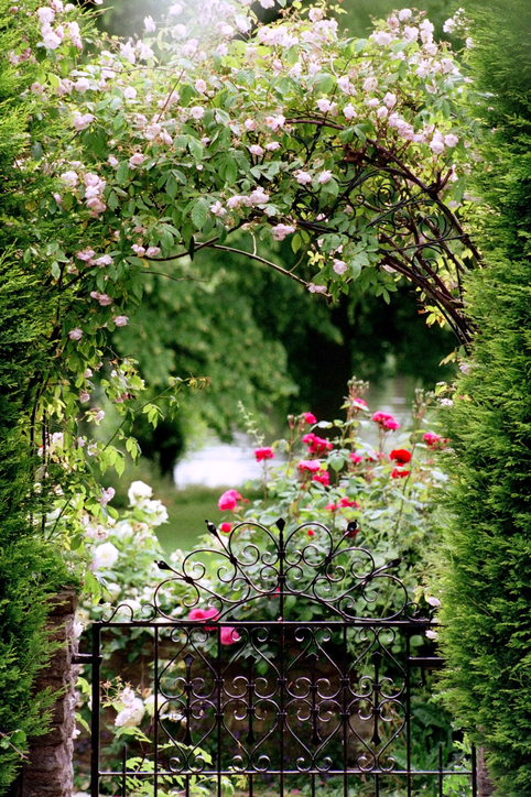 rozen-snoeien-bloeien-tuinklusjes