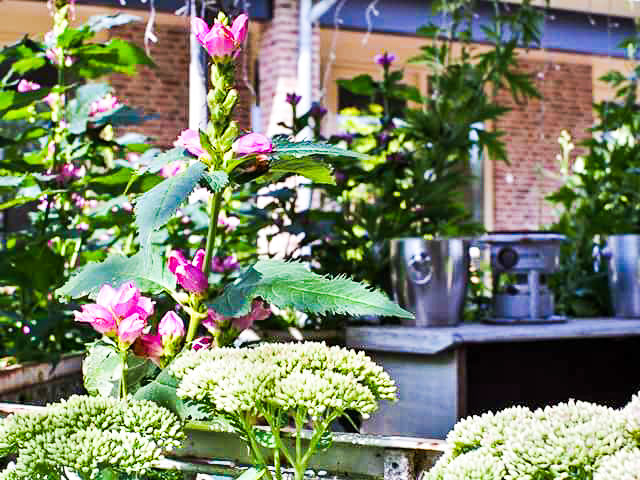 tuin van de week 2-9