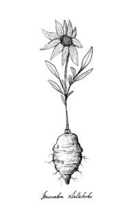 tuinklusjes april illustratie bloeiende aardpeer