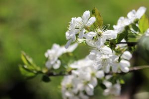 tuintips