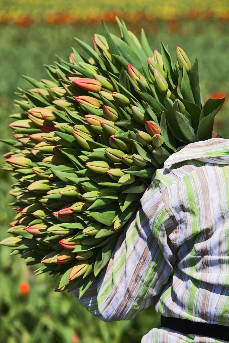 tulpen - boeket