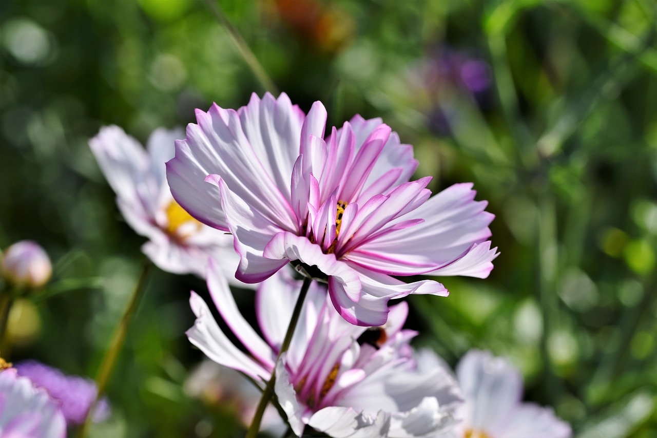 tweekleurige cosmea