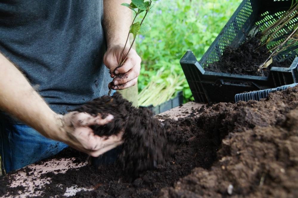 gouden grond - biologische tuinaarde - Kwekerij Van Houtum -