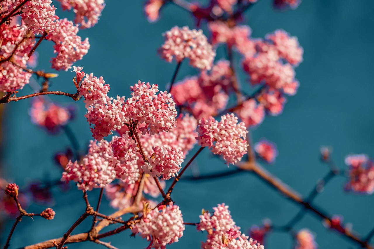 viburnum