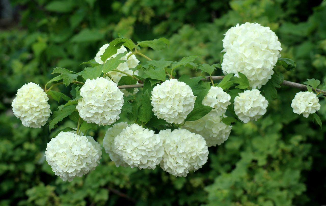 viburnum