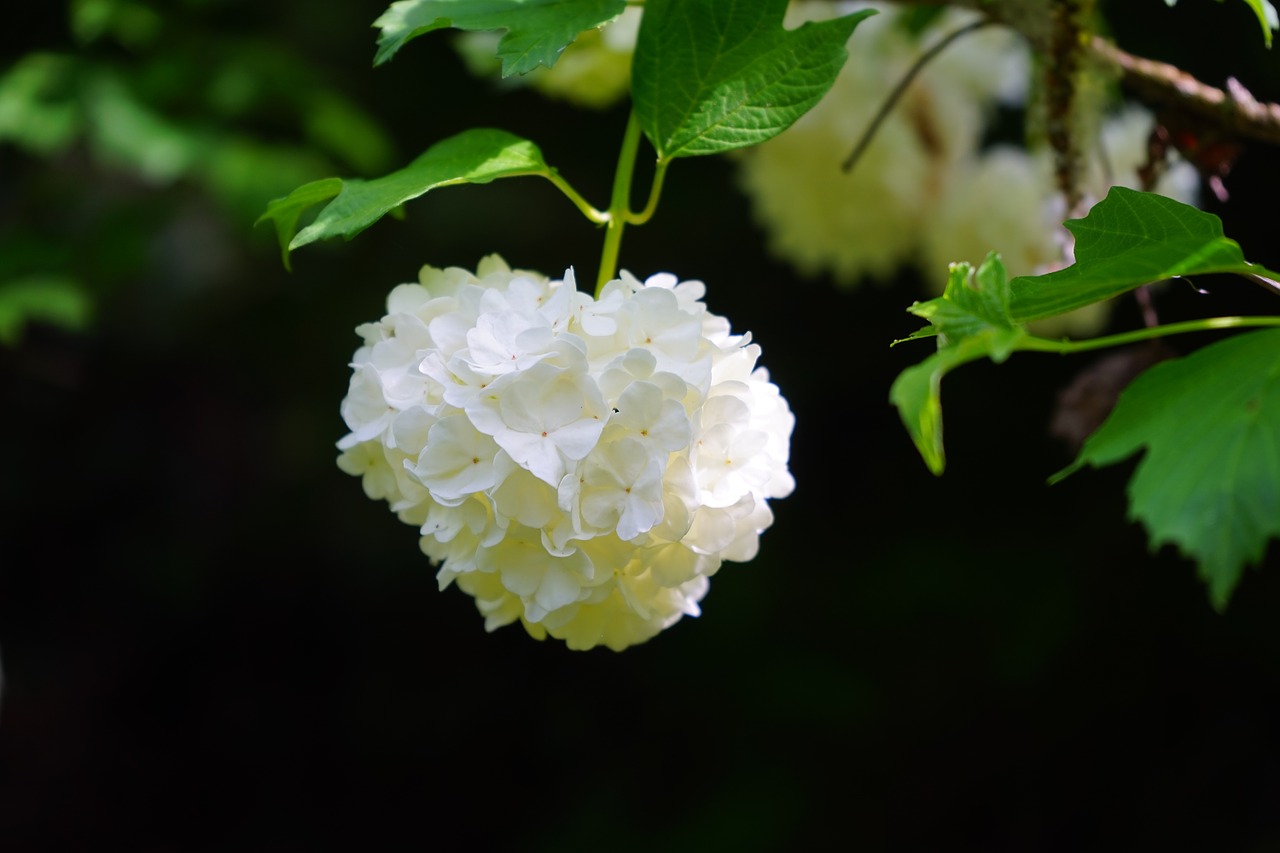 viburnum opulus