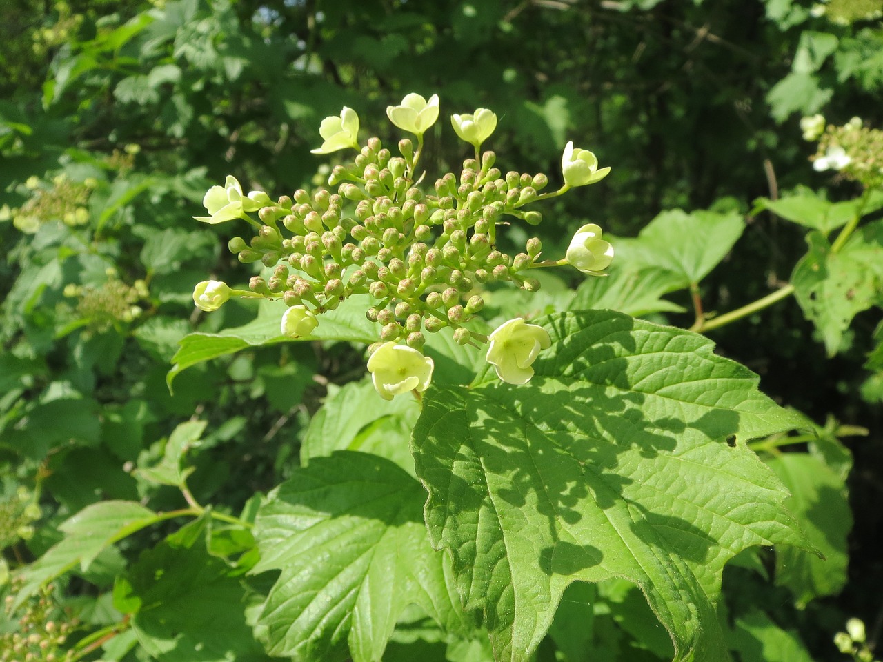 viburnum opulus