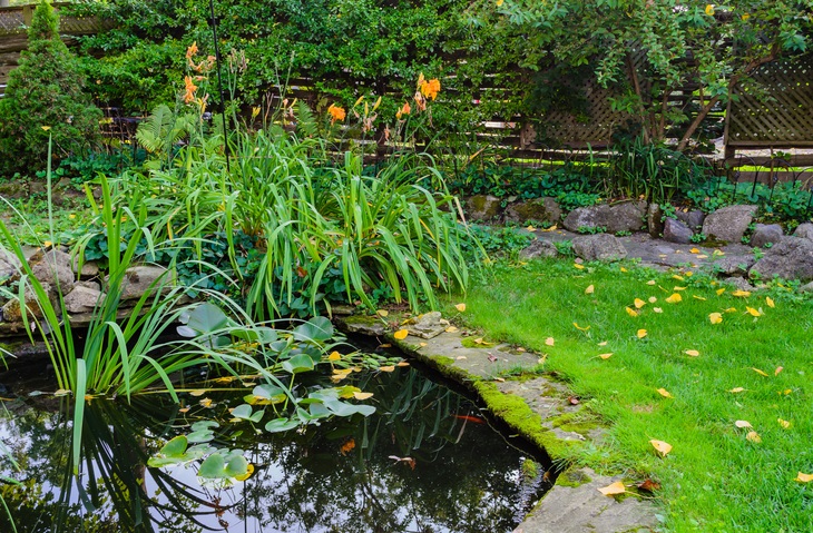 tuinvijver - waterplanten - oeverplanten