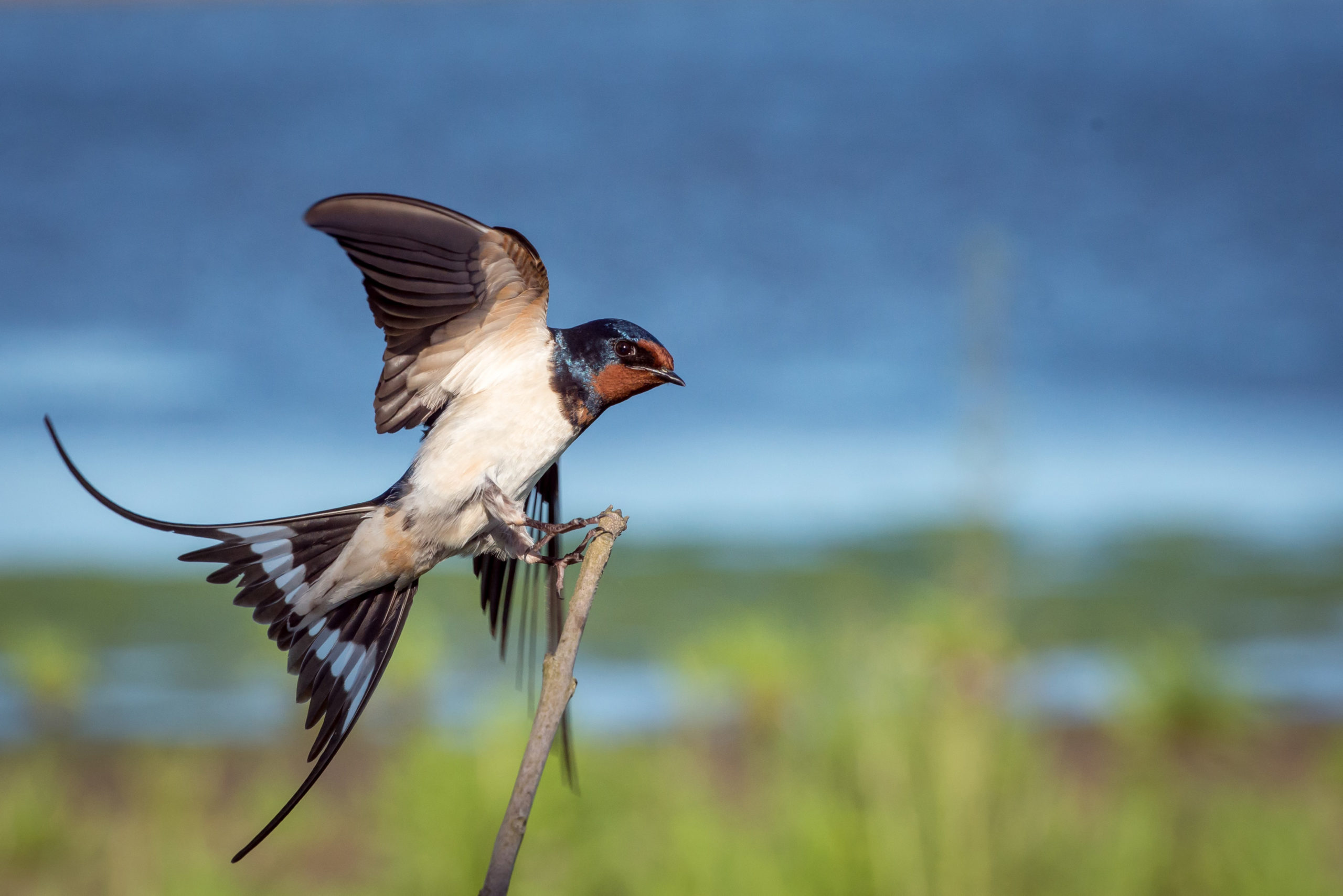 We gaan nog steeds minder op pad dan voorheen. Gelukkig is er thuis ook genoeg vermaak. Zoals het beluisteren van podcast Notenkrakers van natuurmagazine Roots, waarin elke aflevering een vogelsoort en de geluiden die deze maakt wordt besproken.