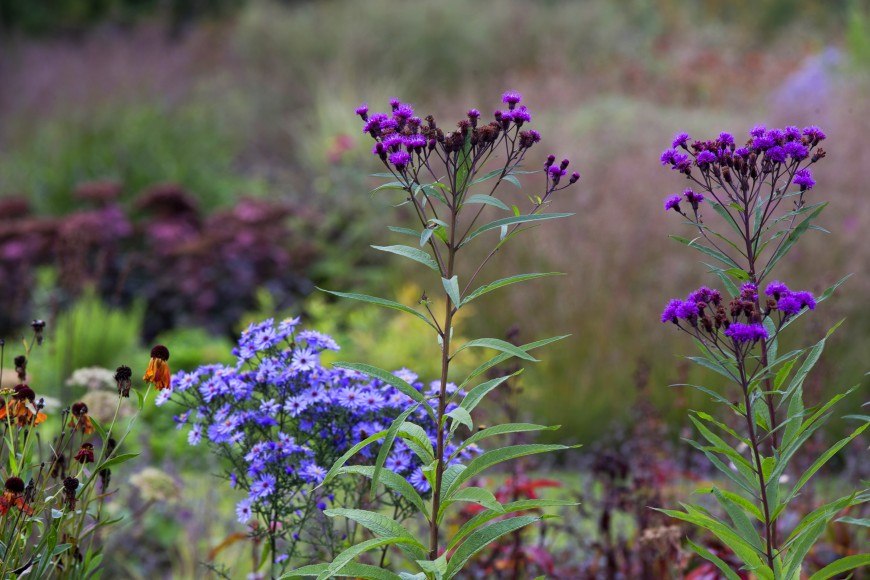 Vlinderhof - vlinderplanten