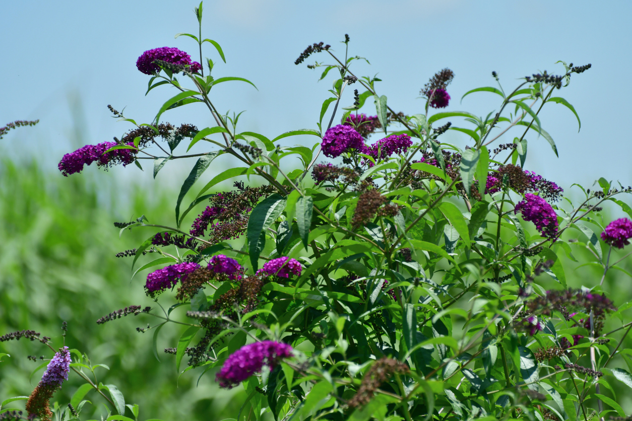 Vlinderstruik Buddleja