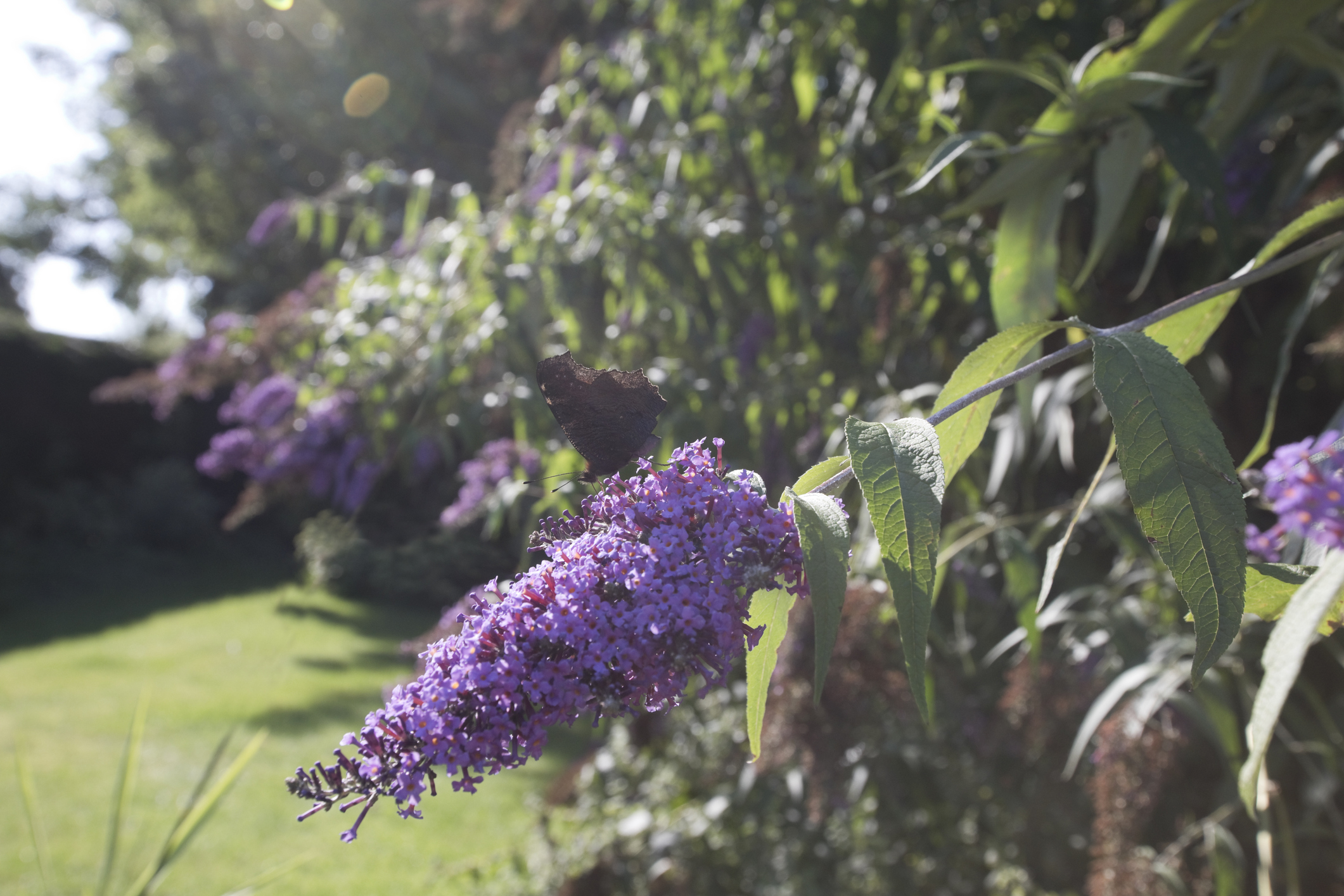 vlinderstruik - Buddleja - heester