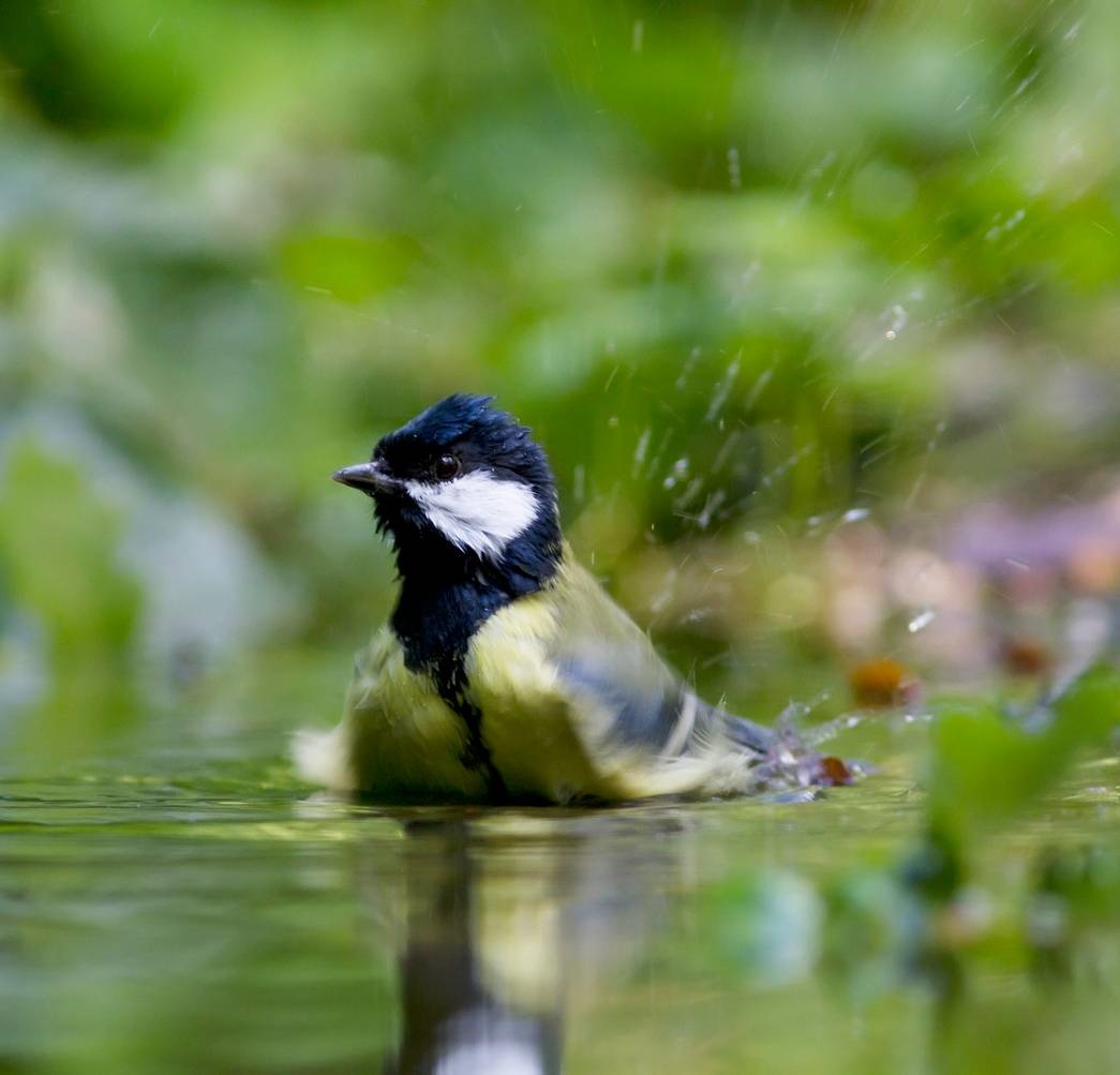 vogelbadje - tuinklusjes juli
