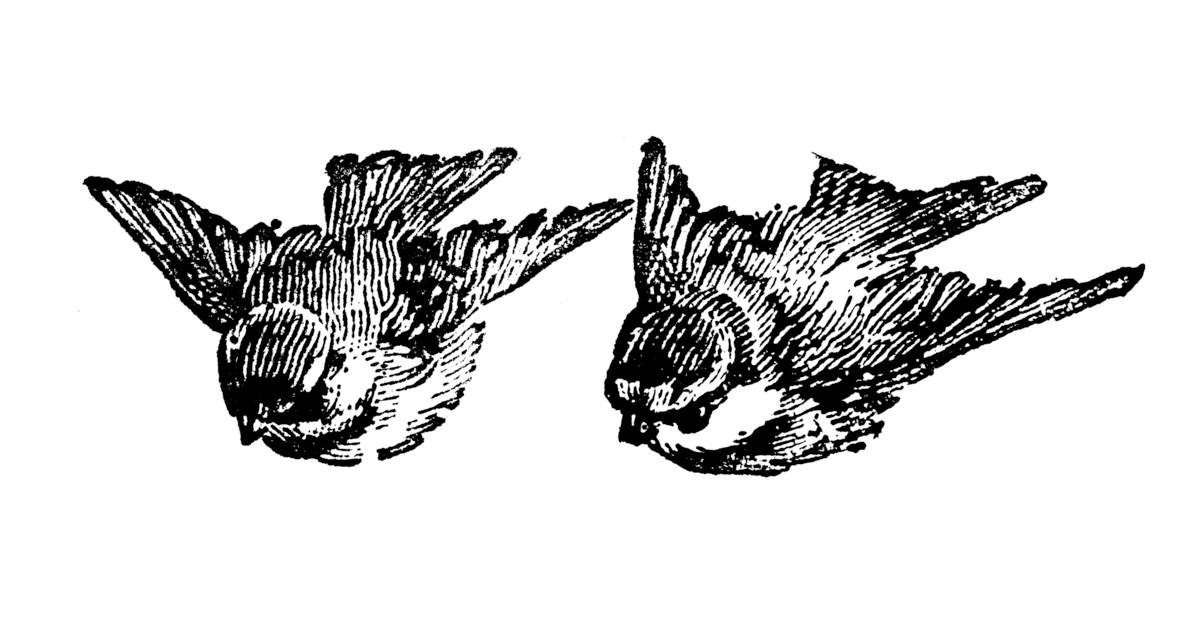 meesjes - vogels - illustratie