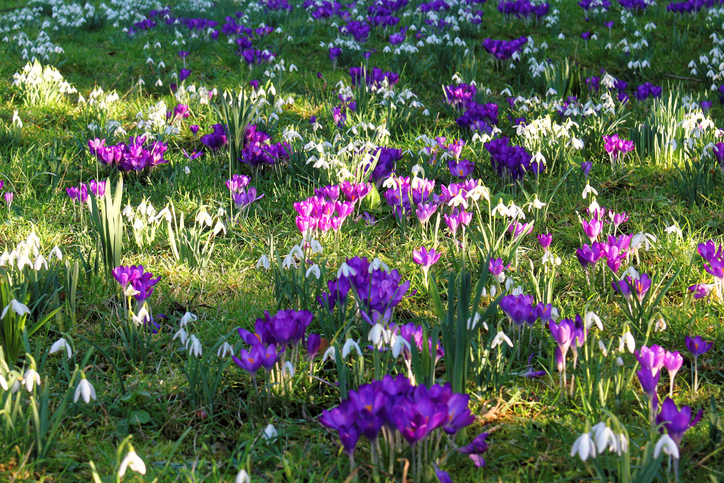 voorjaarsbollen - voorjaarsbloemen - krokus - sneeuwklokje