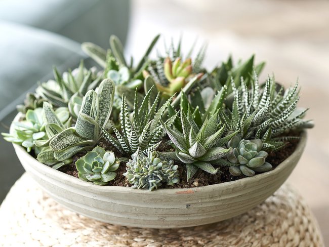 vetplanten