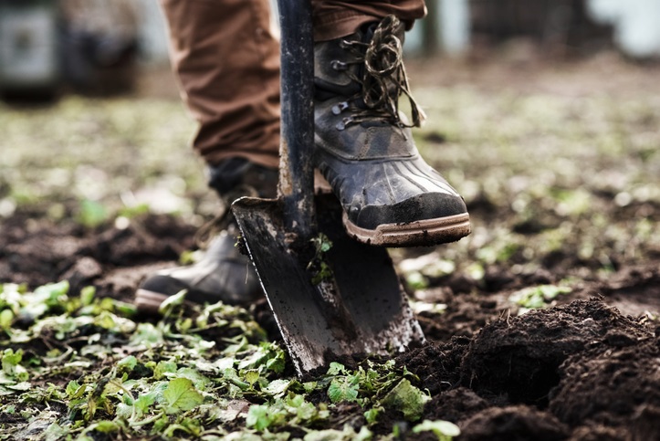 water geven - jonge planten in de grond zetten met spade - iStock