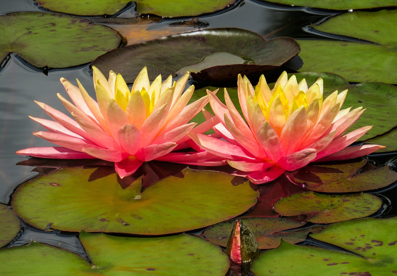 7x weetjes over de waterlelie