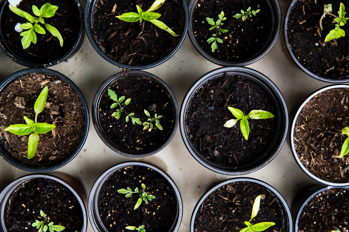 tuinklusjes april - jonge planten