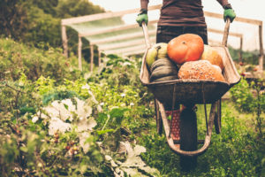 Zaaddozen drogen en andere herfsttuinklusjes