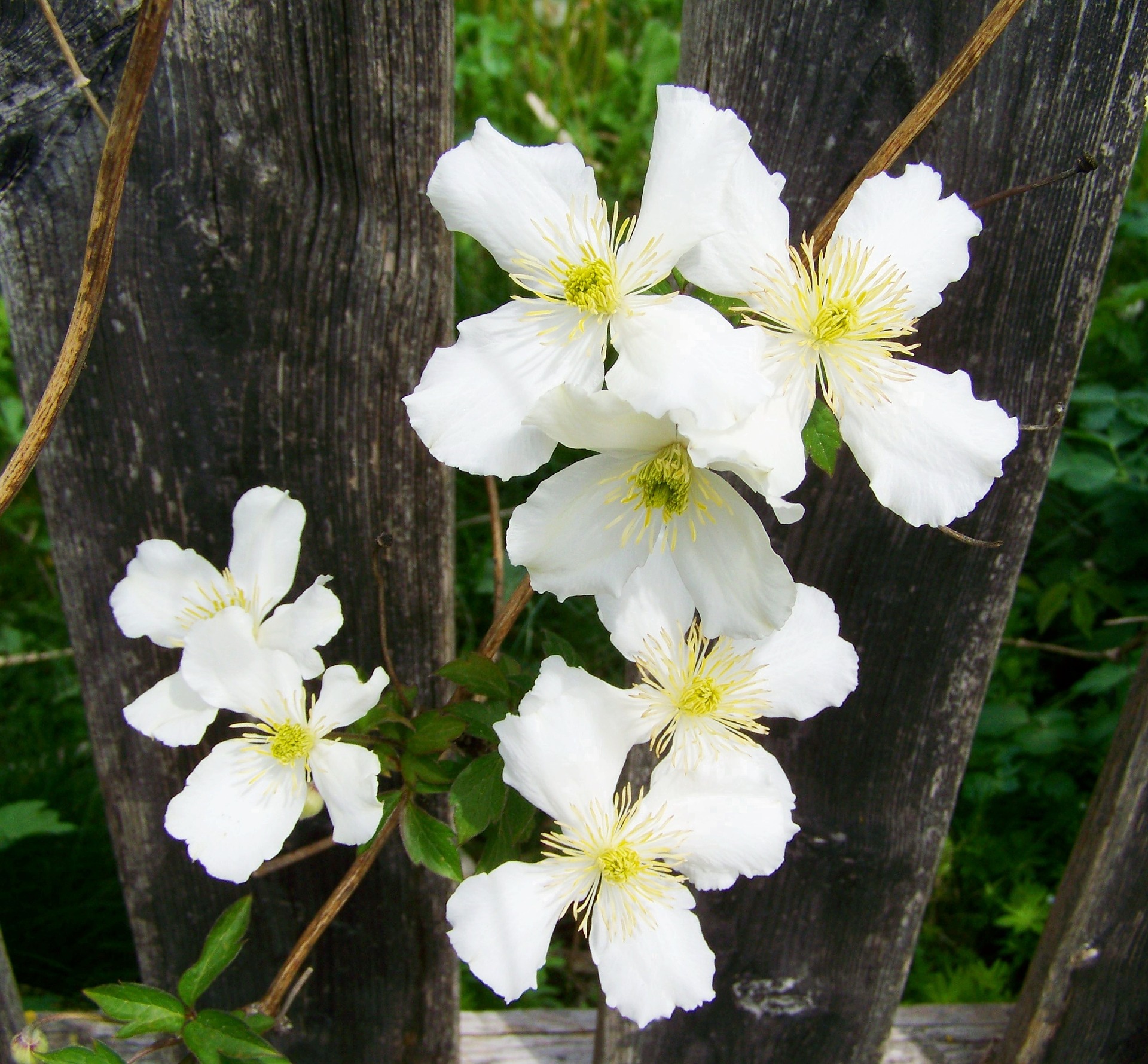 clematis