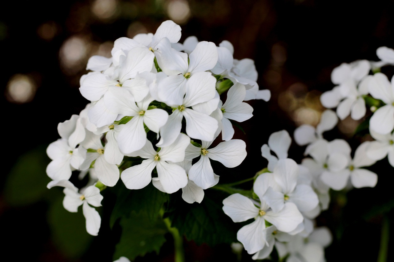 witte judaspenning