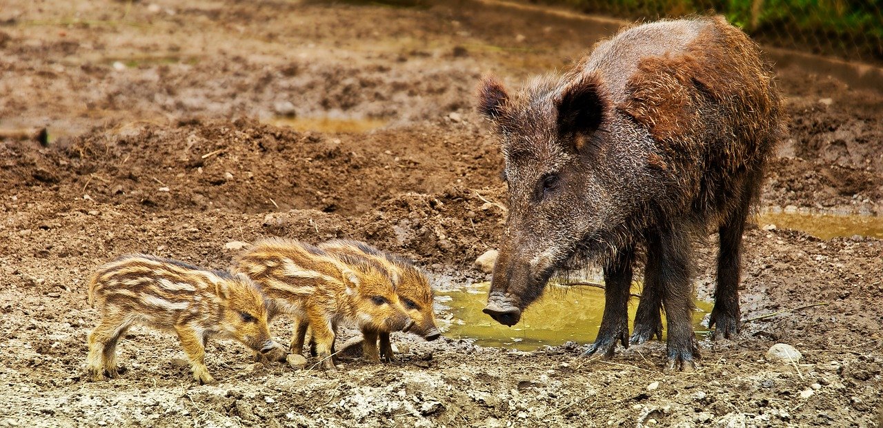 wilde dieren spotten
