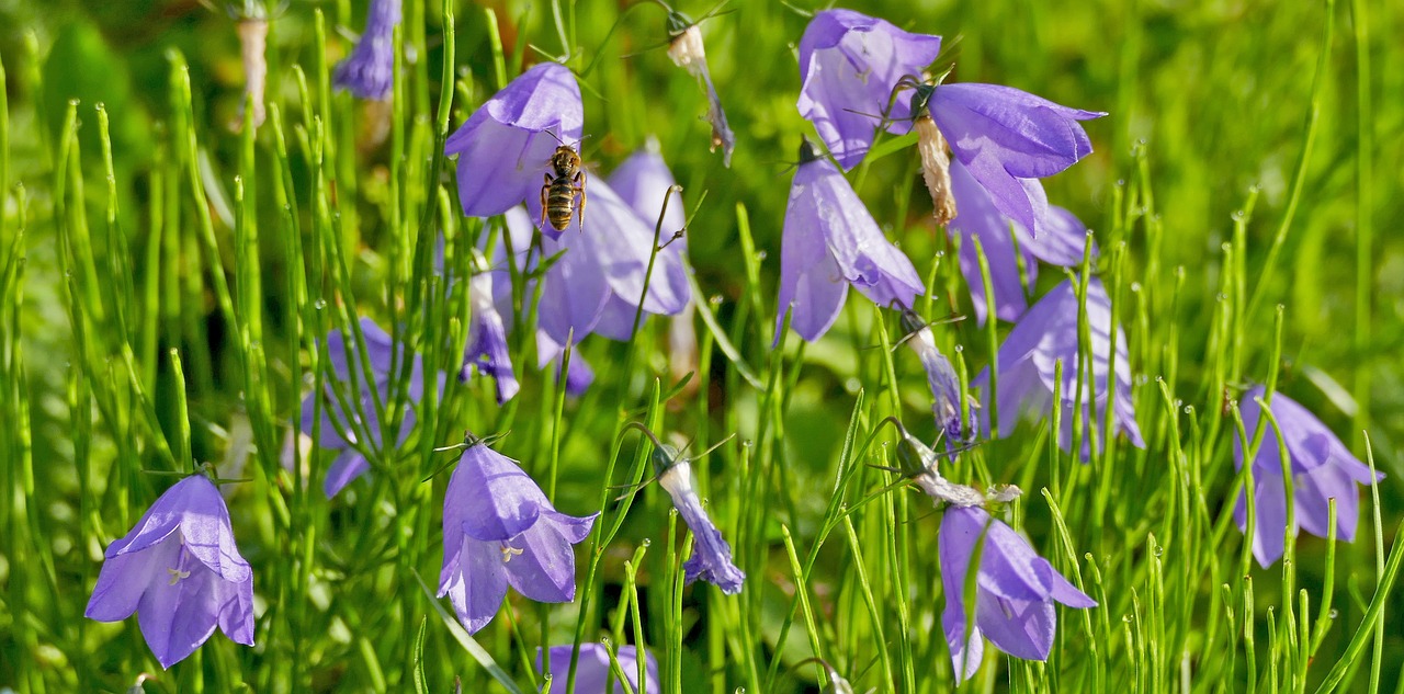 wildbloeiende campanula's