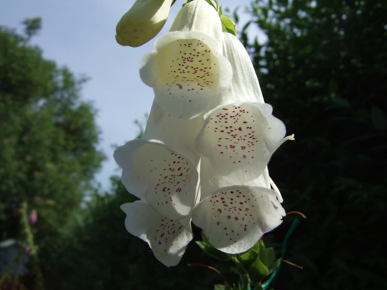 wit vingerhoedskruid