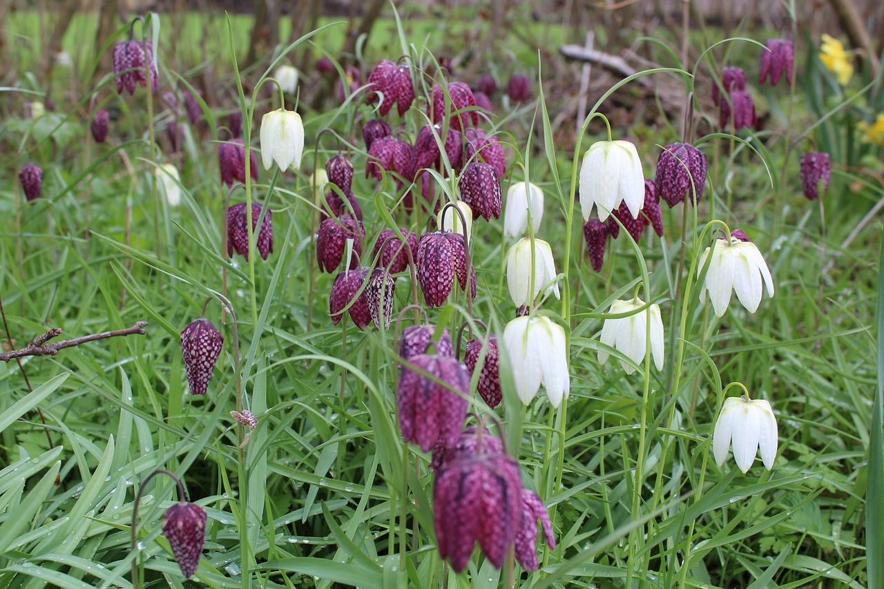 witte en paarse kievitsbloemen