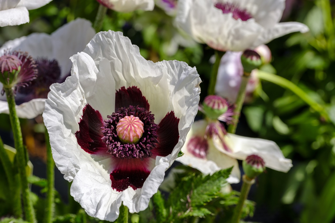 witte papaver
