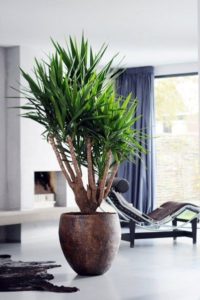 yucca