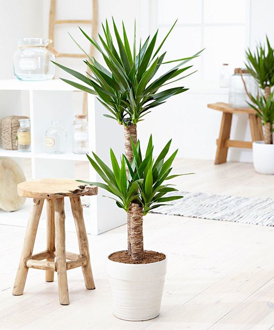 yucca