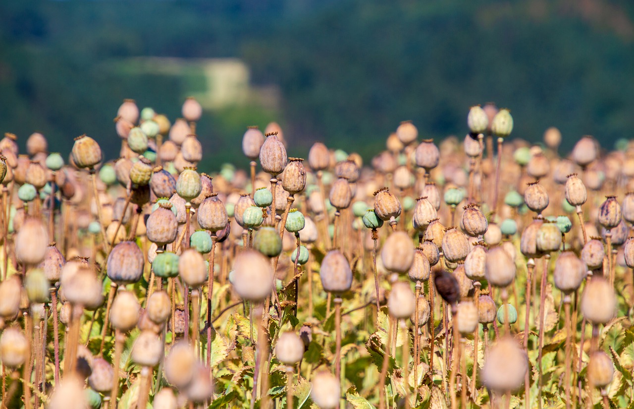 zaadbollen papaver