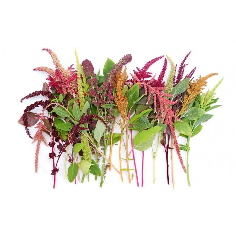 zaden bestellen - graan-amarant-mix