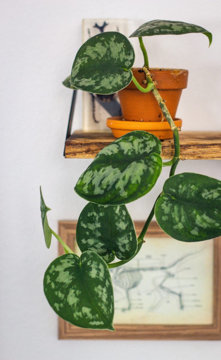 Scindapsus Pictus